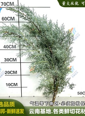 雪花松鲜花白松云南直发雾松圣诞节松枝插花布置新鲜家庭水养花材