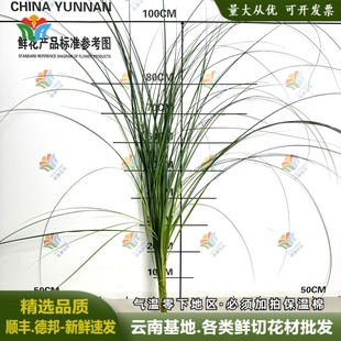 细叶短芦苇叶花边蒲尾叶婚庆活动布置鲜切花材细叶芒草花可做干花