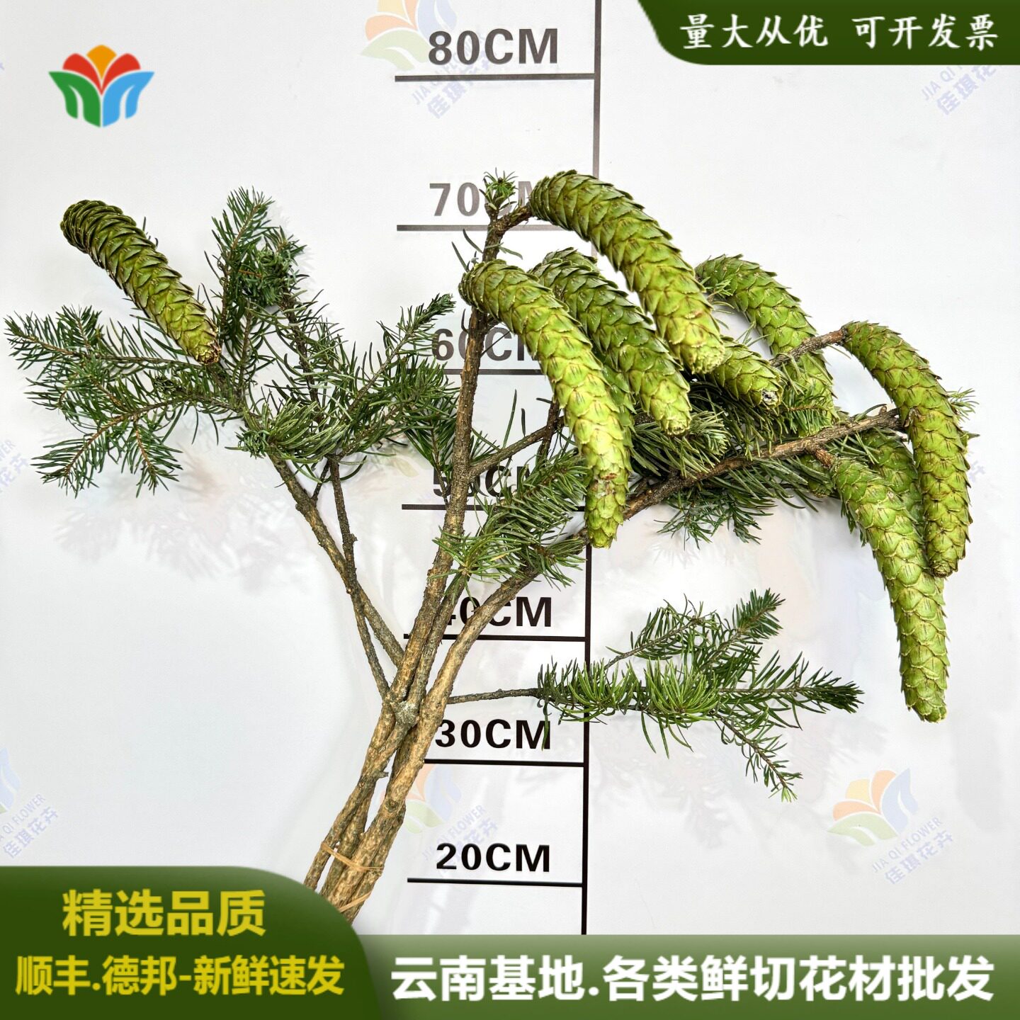 新鲜鲜花松塔鲜切枝松木室内松果插花干花绿植松枝中式禅意花材