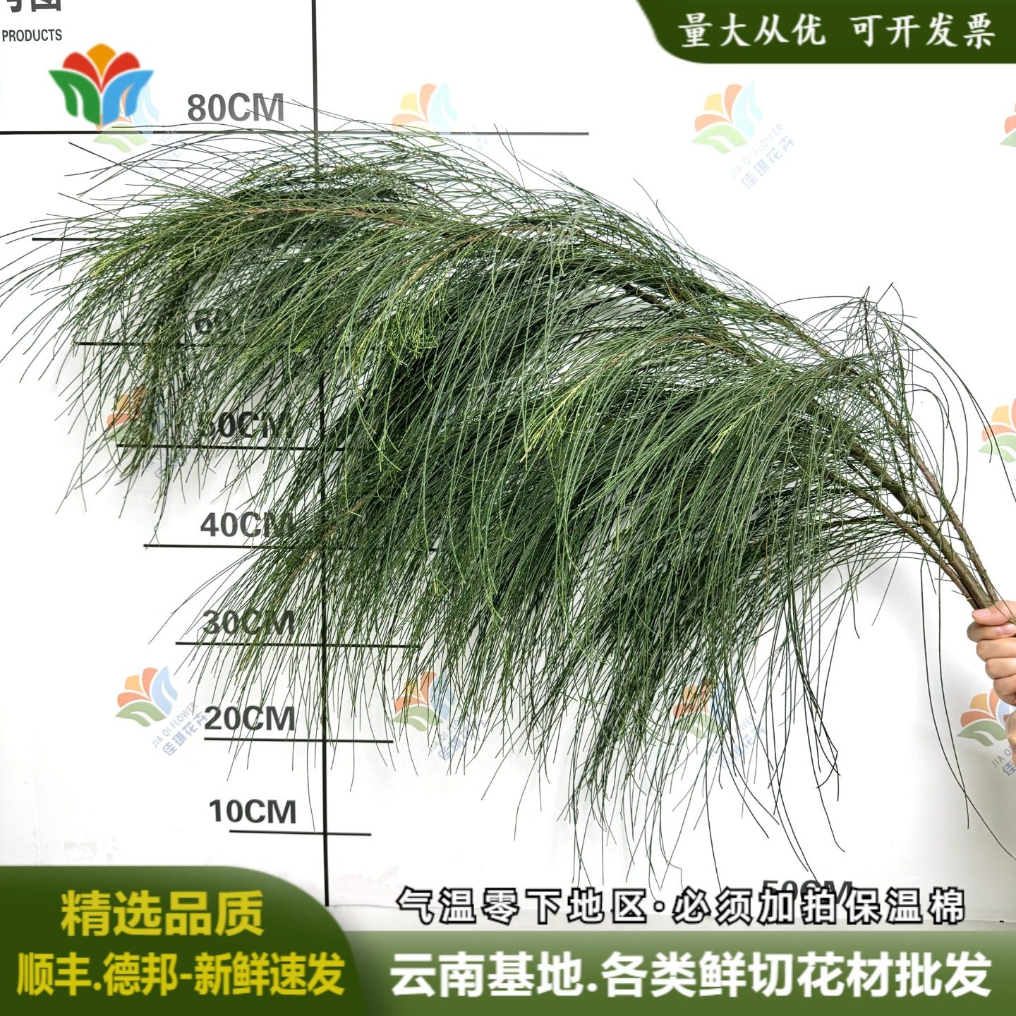 木麻黄鲜花黄麻松垂挂型花材花艺造景婚庆布置森系拍摄新中式插花,鲜花速递/花卉仿真/绿植园艺,花材,淘宝优惠券,粉丝福利购,淘宝优惠卷