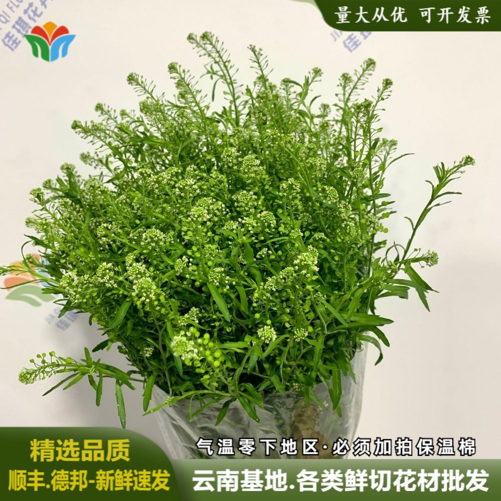 云南直发绿铃草鲜花插花配花