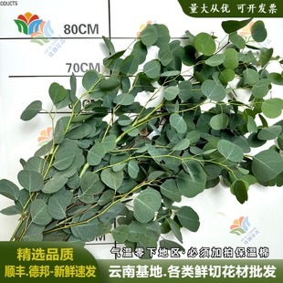 尤加利苹果叶生活ins桉树叶可做干花家用插花云南基地直发鲜切花