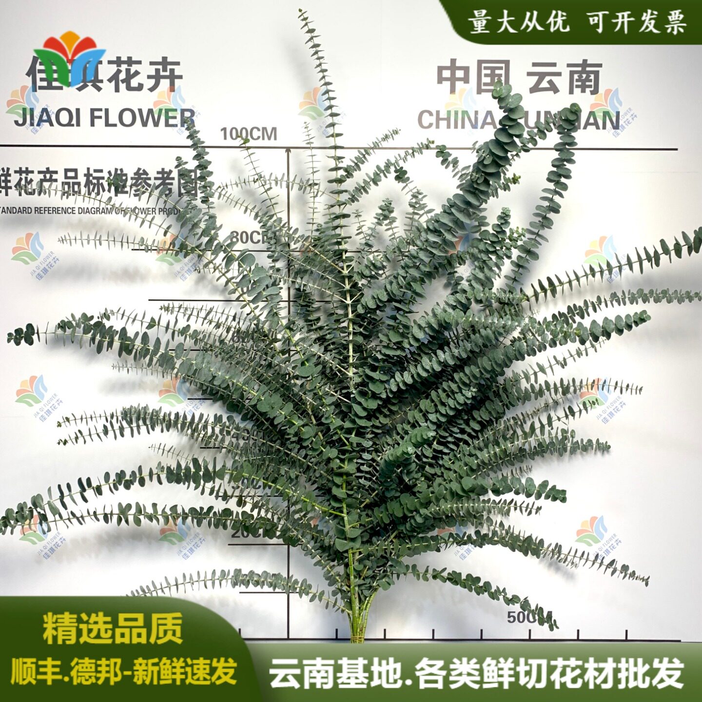 尤加利叶鲜花批发新鲜尤加利桉树叶花束叶材婚庆布置叶材鲜切花