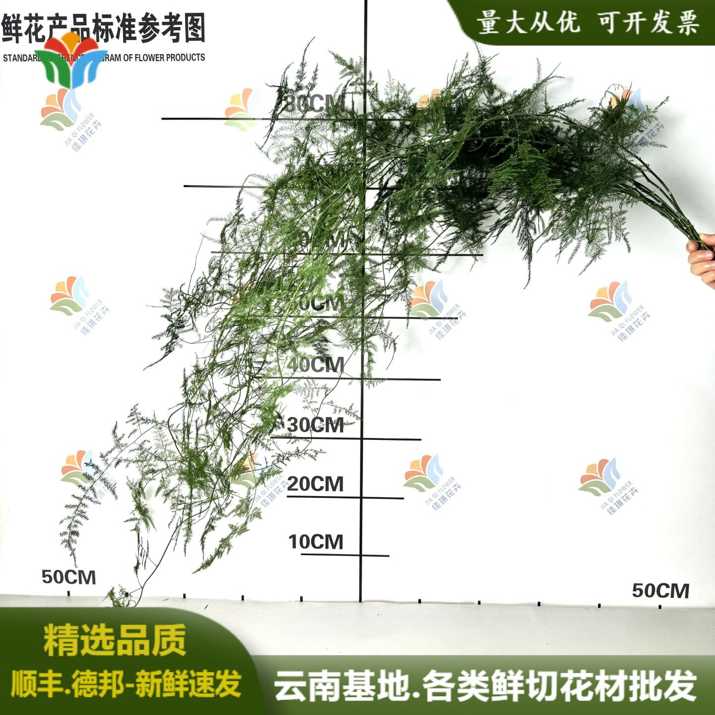 文竹鲜切枝条新鲜中式花材云南直发婚庆婚礼叶材鲜花水养插花绿植