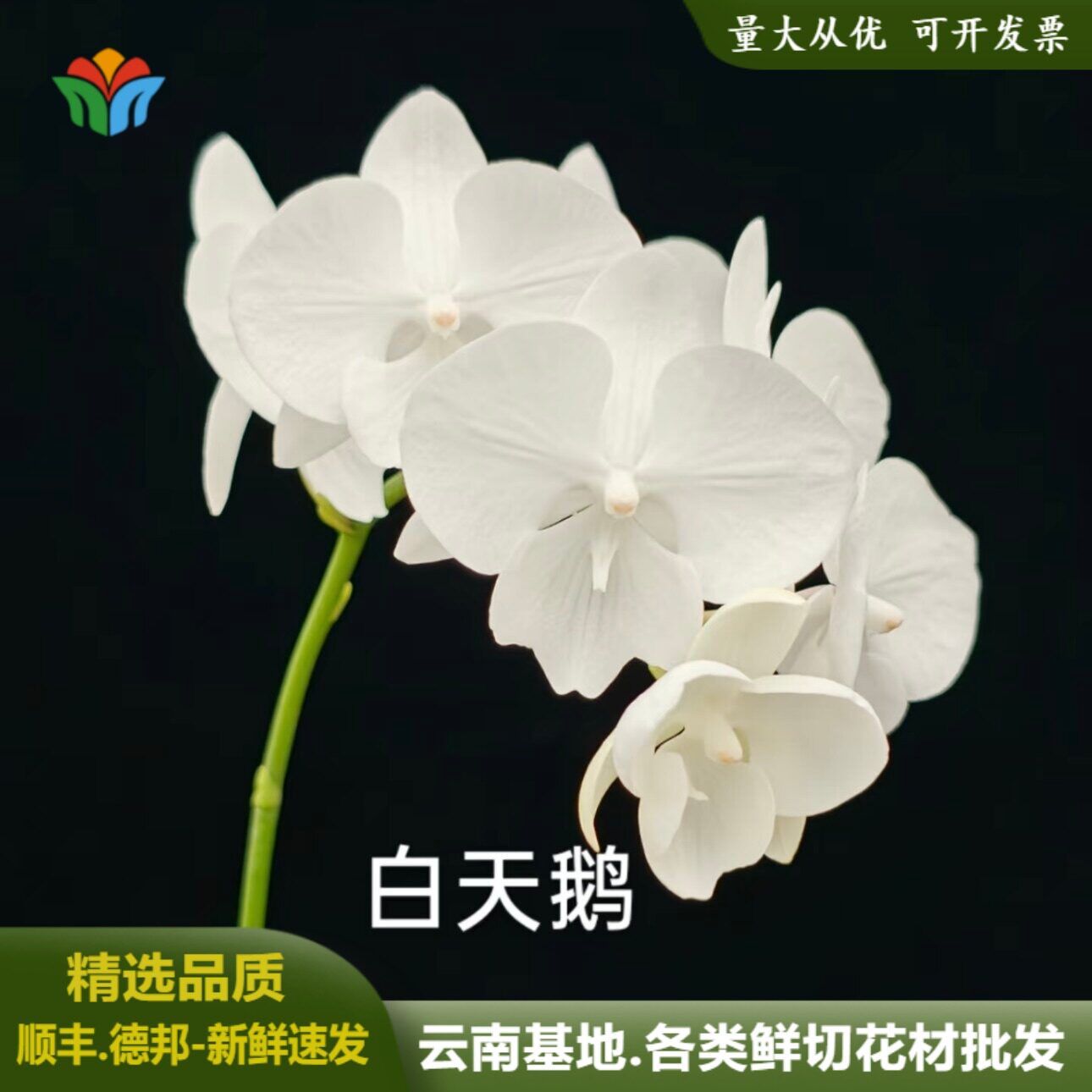 白天鹅蝴蝶兰鲜切花小天鹅新娘手捧花鲜花胸花小花型花束水养插花图片