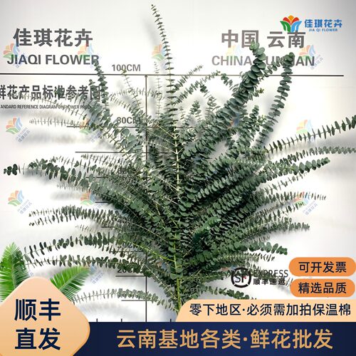 新鲜尤加利叶材云南昆明直发