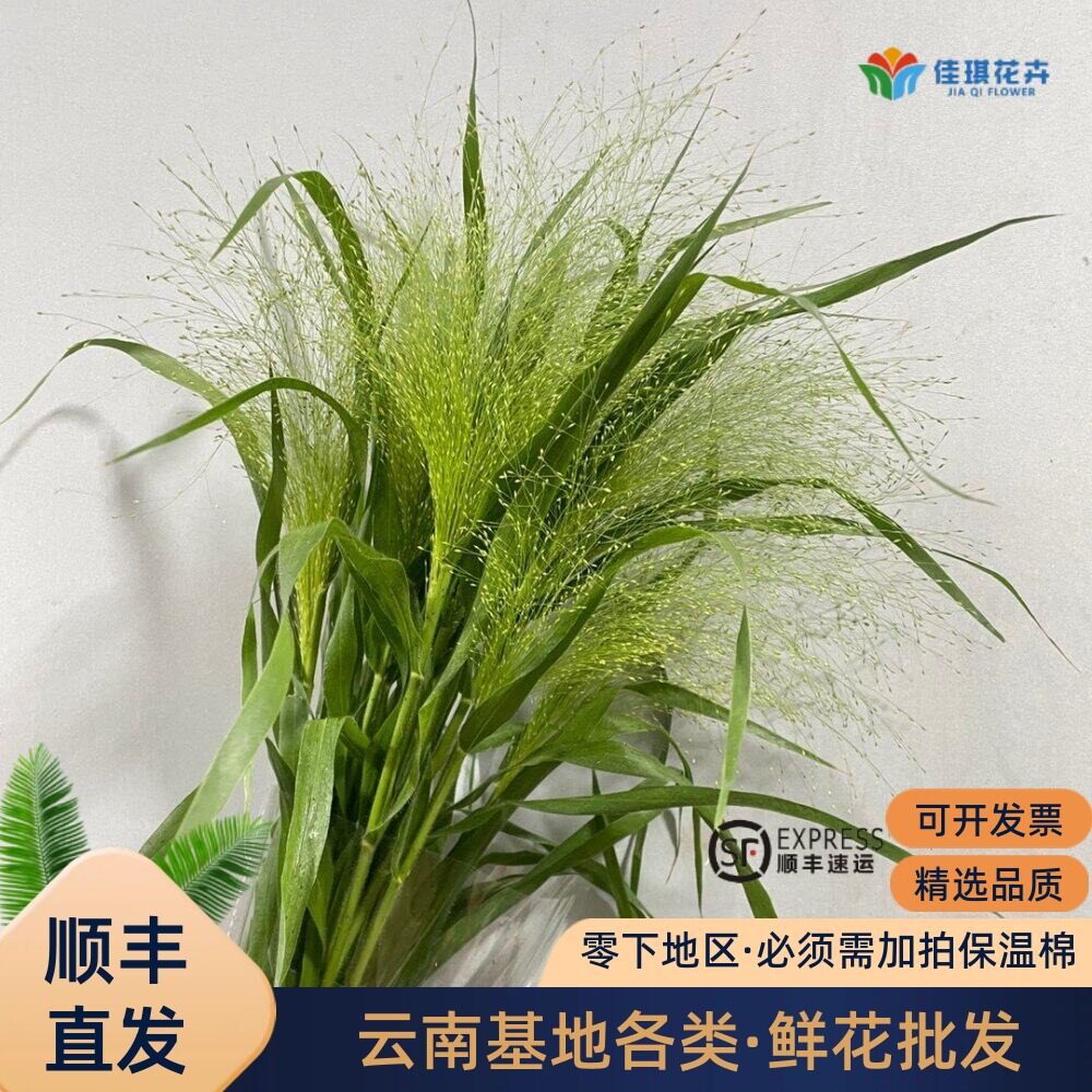 新鲜喷泉草鲜花云南直发网红配花配草搭配花束婚庆活动用花花材