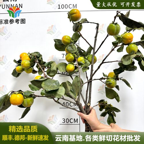 柿子鲜花水养鲜切花好寓意