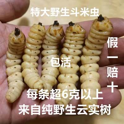 野生斗米虫6克以上超大活虫云实蛀虫天牛幼虫黄牛刺虫宝宝吃饭香
