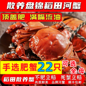 盘锦河蟹鲜活2两全母稻田蟹大闸蟹顺丰礼盒 顶盖肥抢22只 包邮