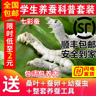 蚕宝宝活体蚕卵蚕籽学生养蚕套装春蚕蚕种幼蚕1龄234龄送新鲜桑叶
