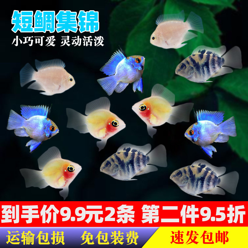 金波子鱼宝蓝凤凰球迷你鹦鹉短鲷鱼小型热带鱼淡水观赏鱼活体包邮
