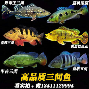 帝王三间鱼高端鱼苗活体黄金虫巴西亚观赏鱼凶猛龙鱼中层配进口
