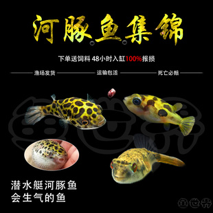 潜水艇会生气的鱼凶猛气泡鱼活体巧克力娃娃河豚鱼吃螺观赏鱼包邮