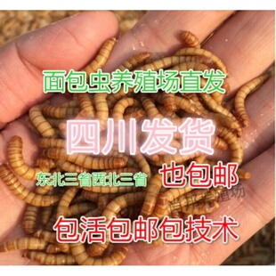 黄粉虫活体鲜活虫面包虫活虫种虫鸟食宠物饲料营养高蛋白养殖包邮