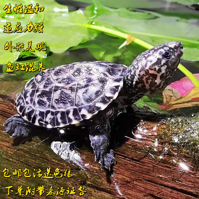 正宗斑点乌龟外池龟满天星龟星点龟深水龟吃粪龟巴西宠物乌龟活物