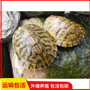 乌龟活物大巴西龟活体小彩龟宠物龟中华草龟苗鳄龟长寿观赏龟水龟