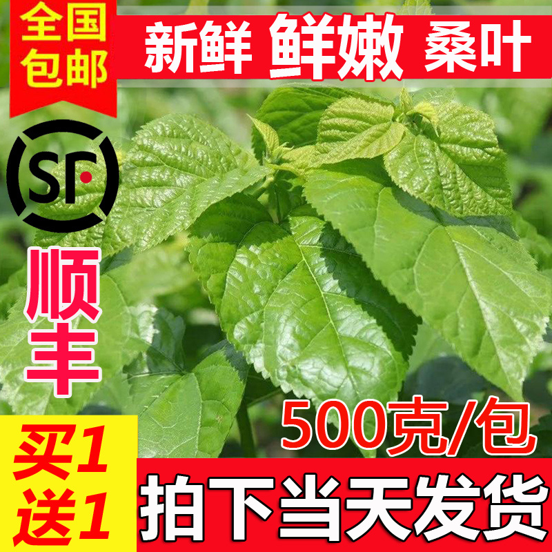 新鲜桑叶喂蚕现摘桑树叶学生养蚕套装鲜嫩食物大小蚕卵蚕宝宝饲料