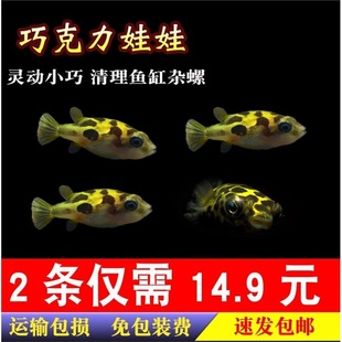 巧克力娃娃吃杂螺会生气的鱼潜水艇河豚淡水观赏除螺草缸热带包油