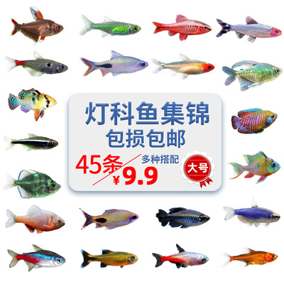 热带宝莲灯鱼活体观赏红绿灯小型淡水灯科鱼草缸群游大号包邮包损