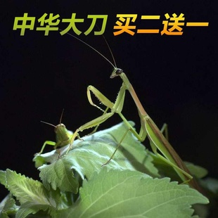 包邮现货中华大刀螳螂活体幼体个性爬宠爬虫宠物活体螳螂另有卵夹