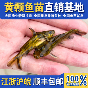 黄骨鱼苗黄颡鱼苗黄鸭叫昂刺鱼黄辣丁汪丁活鱼苗淡水鱼苗养殖食用