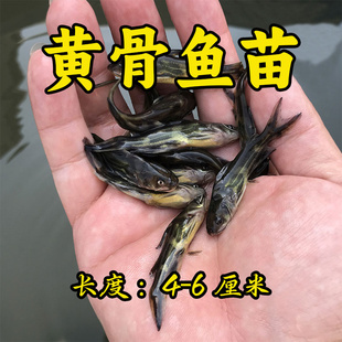 黄辣丁鱼苗淡水黄骨鱼苗好养殖黄颡鱼苗昂刺鲜活黄鸭叫黄丫头鱼苗
