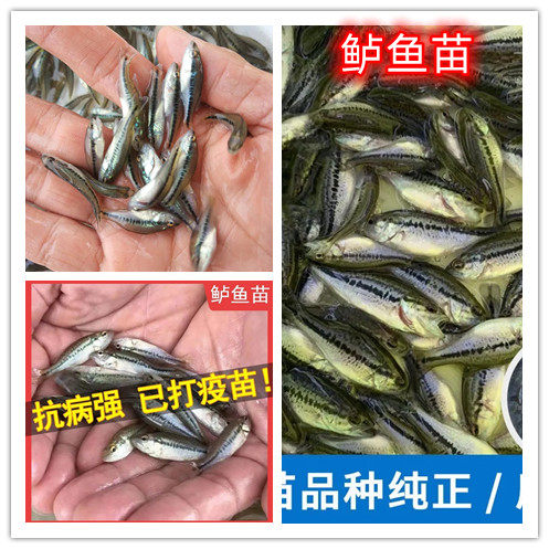 七星加州鲈鱼活鱼翘嘴养殖冷水淡水桂花鱼食用鳜鱼观赏本地桂鱼苗