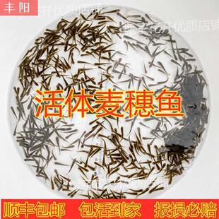 喂乌龟吃的小活鱼苗易养活鳄龟食物饲料鱼活的小型幼龟开口粮麦穗