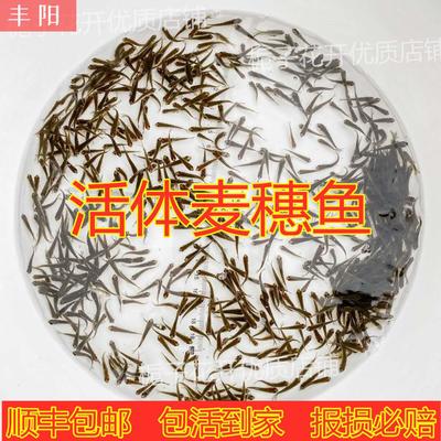 喂乌龟吃的小活鱼苗易养活鳄龟食物饲料鱼活的小型幼龟开口粮麦穗