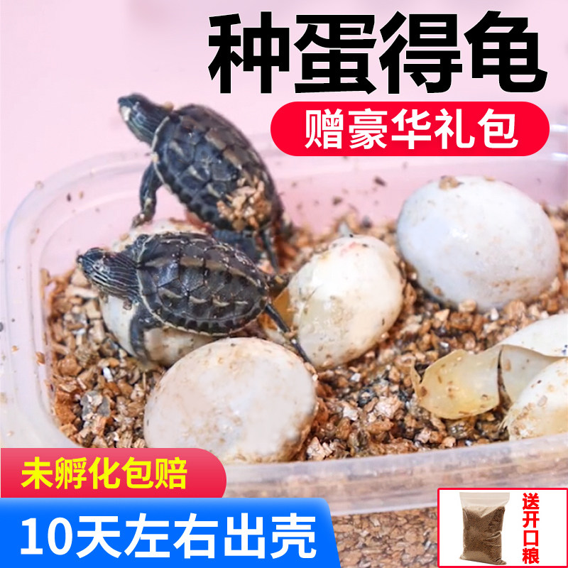 可孵化乌龟蛋中华草龟墨龟巴西龟受精蛋活体活物幼儿园学生小宠物,宠物/宠物食品及用品,龟/鳖,淘宝优惠券,粉丝福利购,淘宝优惠卷