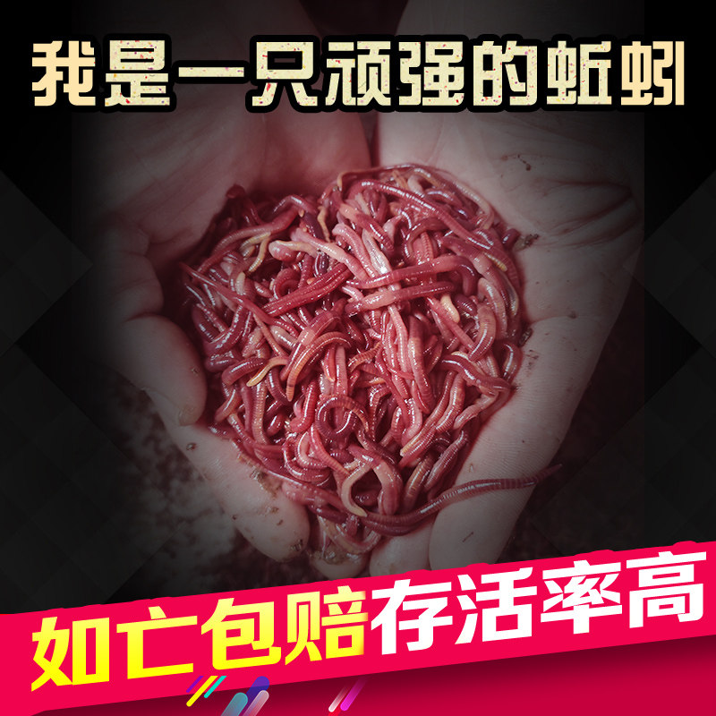 蚯蚓活饵种苗特大号钓鱼垂钓鲫鱼散装红虫活体盒装鲜活饵包邮