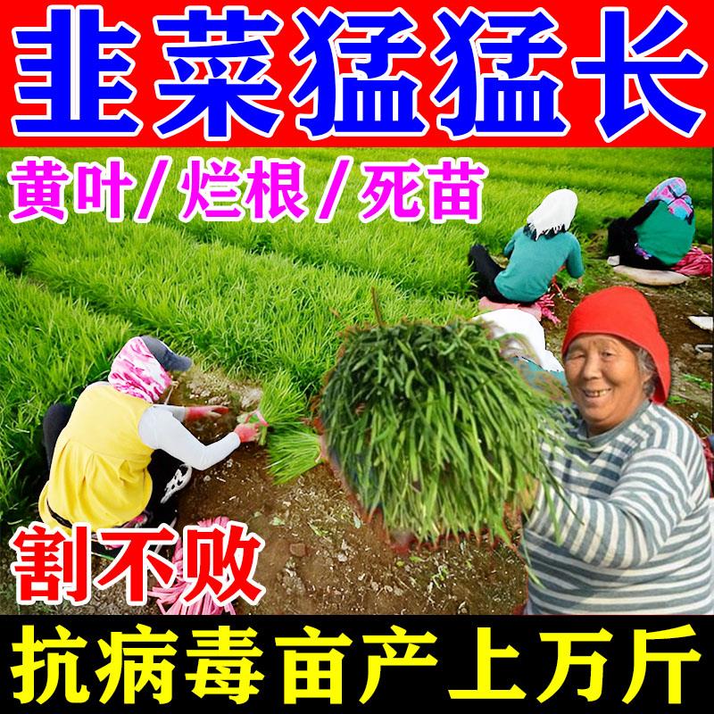 韭菜专用肥料增根农用壮苗大葱蒜韭菜苗粗又壮增产叶面肥有机肥料