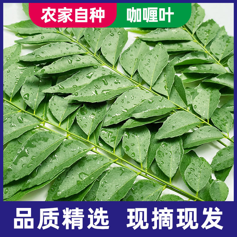 新鲜咖喱叶泰国冬阴功汤料