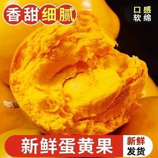 正宗云南特产新鲜鸡蛋果蛋黄果当季应季水果热带现摘大果西双版纳