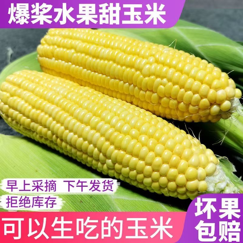 云南现摘新鲜黄金水果玉米脆甜爆浆带皮玉米棒子苞谷非转基因