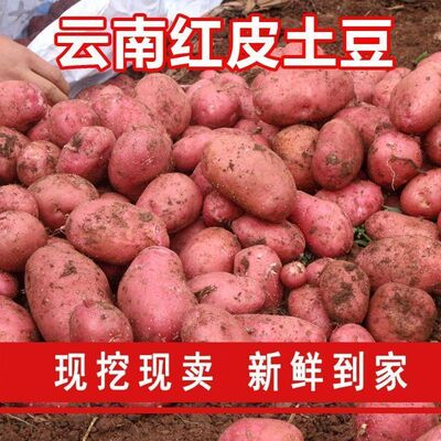 云南新鲜土豆现挖现发