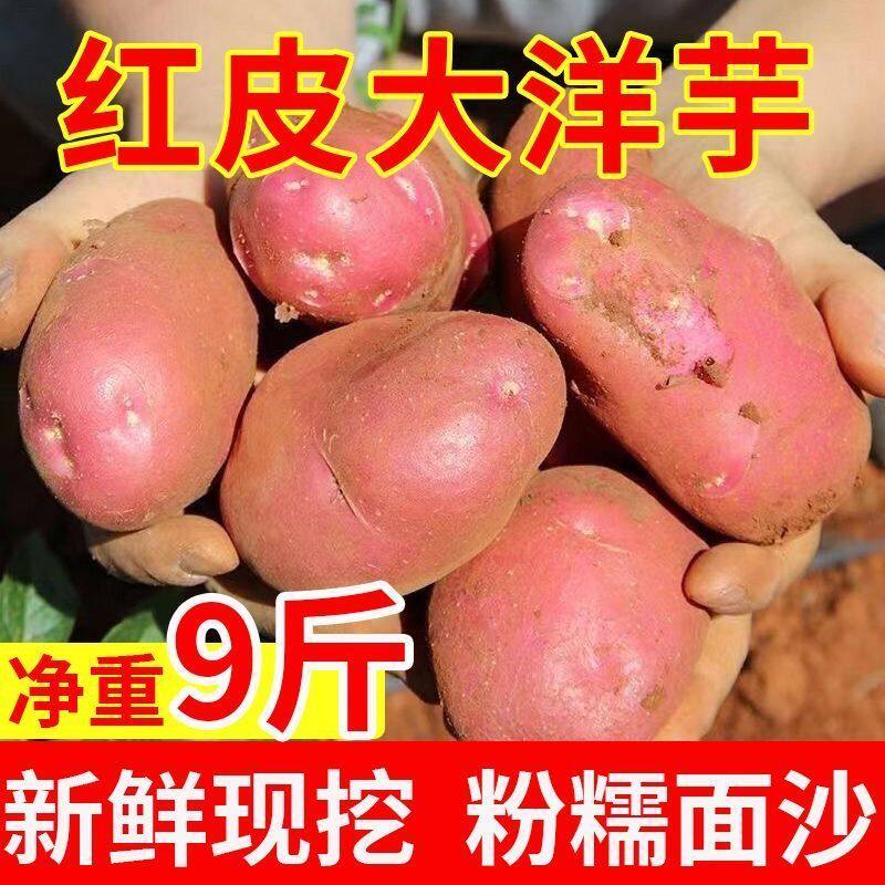新鲜云南红皮土豆黄心新鲜洋芋马铃薯高山农家自种现挖小洋芋