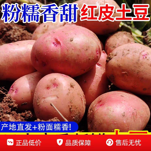 新鲜云南红皮黄心土豆马铃薯现挖自种软糯香甜洋芋马铃薯当季蔬菜