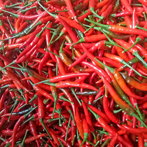 朝天椒江西辣椒新鲜特辣超辣