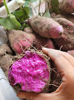江西赣南紫山药新鲜脚板薯紫色参薯紫皮赣州安远特产大薯香芋淮山