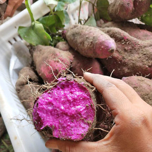 江西赣南紫山药新鲜脚板薯紫色参薯紫皮赣州安远特产大薯香芋淮山