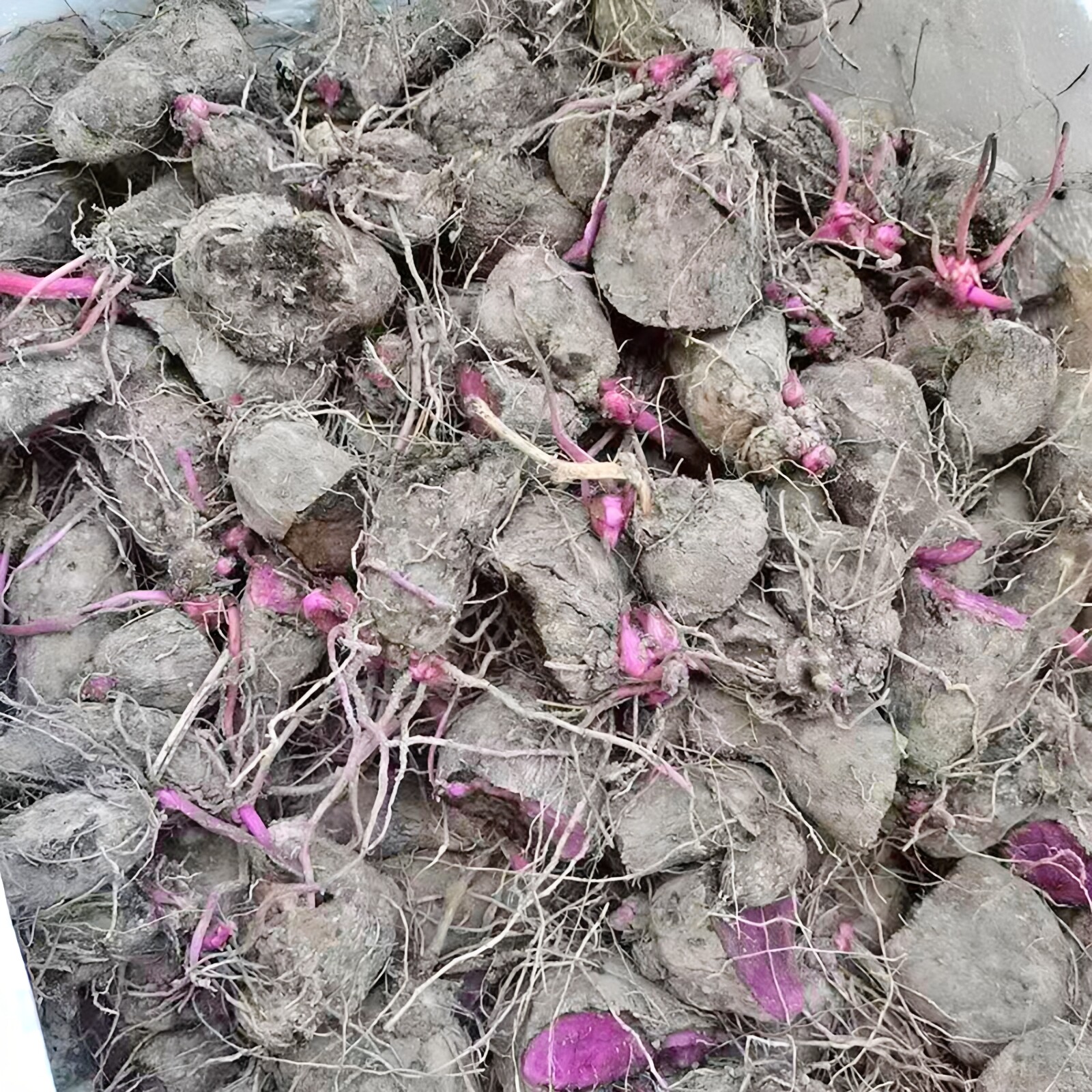 江西特产赣南紫山药苗新鲜脚板薯参薯农家紫色淮山大薯秧苗种薯种