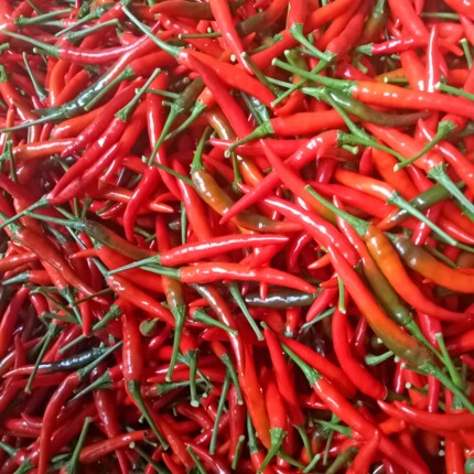 江西特产辣椒新鲜特辣小炒赣南赣州小米椒超辣朝天椒指天椒小米辣