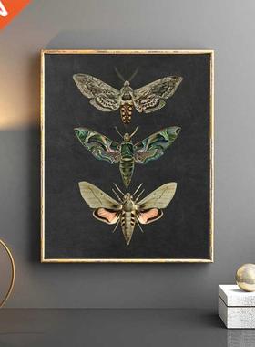 Moth Nature Insect Prints Vintage Poster Home Wall Decor , A