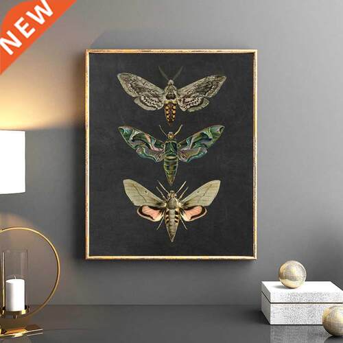 Moth Nature Insect Prints Vintage Poster Home Wall Decor , A