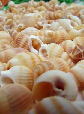 50/100PCS Natural conch shell Aquarium decoration mini Sea B