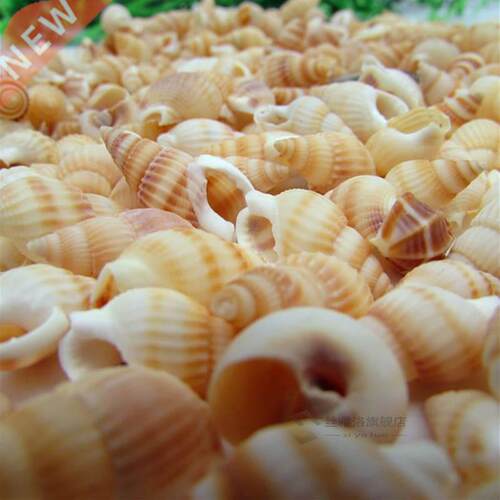 50/100PCS Natural conch shell Aquarium decoration mini Sea B