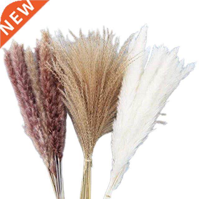 Pampas Grass Dried Decoration For The Living Room And Bedroo