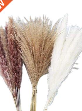 Pampas Grass Dried Decoration For The Living Room And Bedroo